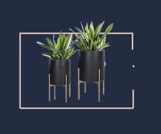 jeuje blue box plants in black planters