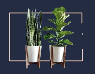 jeuje blue box with plants