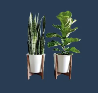 plant set - blue navy background