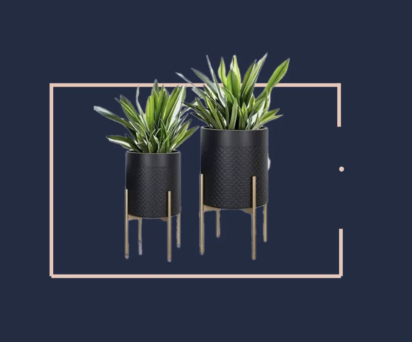 jeuje blue box plants in black planters