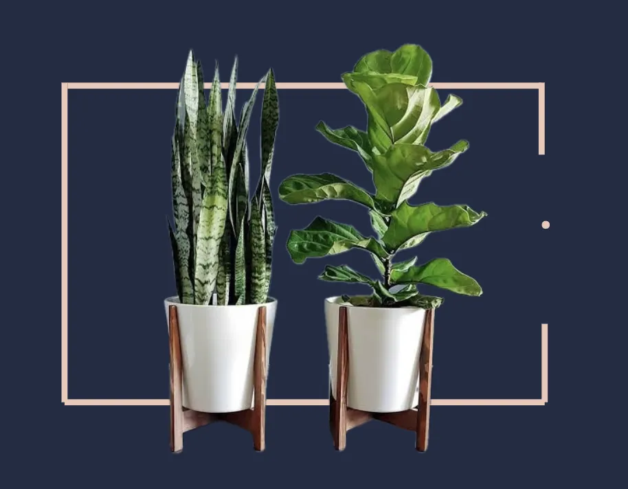 jeuje blue box with plants